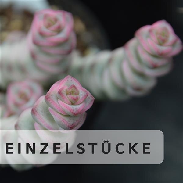 Sukkulenten kaufen PASIORA® Die Sukkulentenmeisterei