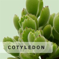 Cotyledon