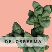 Delosperma