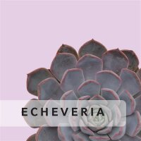 Echeveria