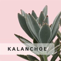 Kalanchoe