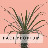 Pachypodium