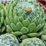 Auf was Sie zuhause vor dem Kauf bei Kaktusfeige kerne pflanzen Acht geben sollten!