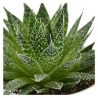 Aloe aristata - 5,5cm