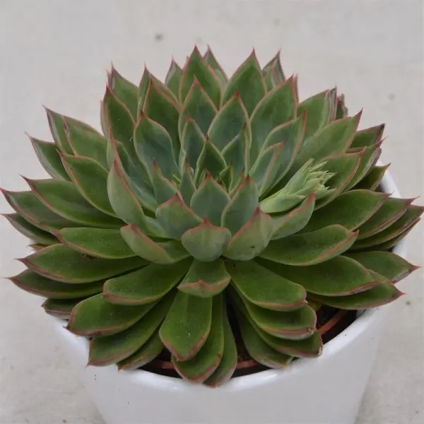 Echeveria ‘Sagita’ - 10,5cm