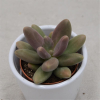 Pachyphytum ganzhou - 5,5cm