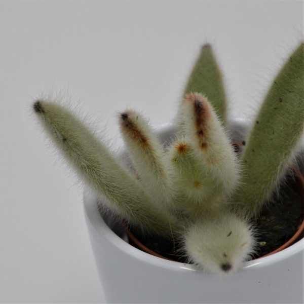 Kalanchoe villosa - 5,5cm