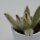 Kalanchoe villosa - 6,5cm