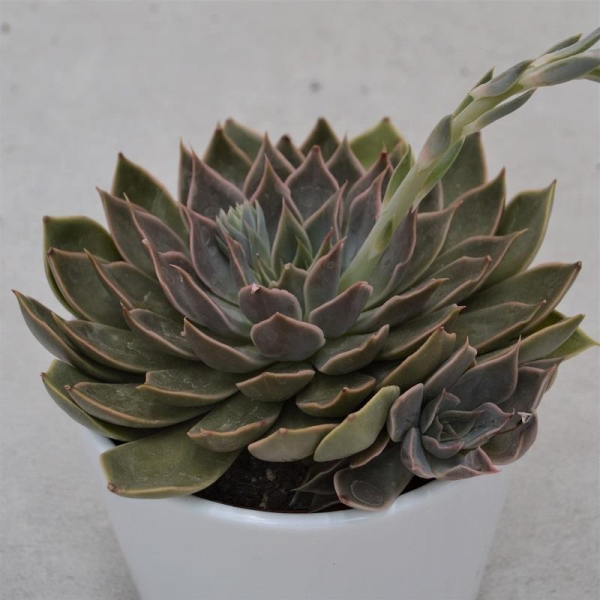 Echeveria mensa - 10,5cm
