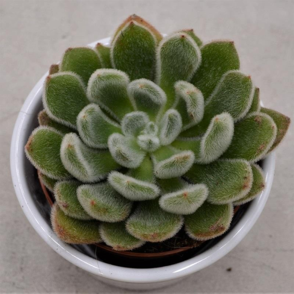 Echeveria setosa - 8,5cm