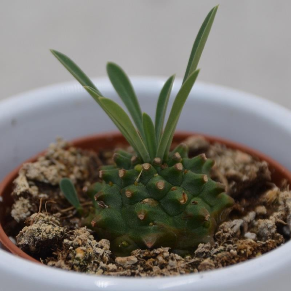 Euphorbia bupleurifolia - 5,5cm