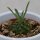 Euphorbia suzanne x bupleurifolia - 5,5cm