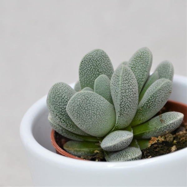 Adromischus alstoni - 5,5cm
