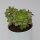 Aeonium haworthii ‘Dream Color‘ - 12cm