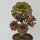 Aeonium arboreum - 17cm