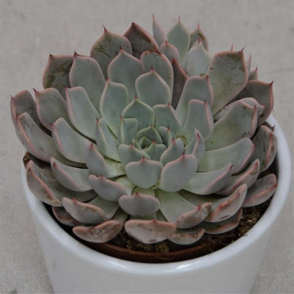 Echeveria texensis Rosea - 8,5cm