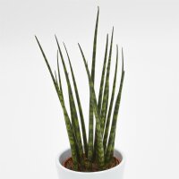 Sansevieria Fernwood Mikado - 6cm