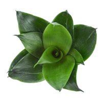 Sansevieria trifasciata Black Jade - 6cm