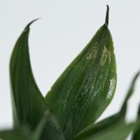 Sansevieria trifasciata Black Jade - 6cm