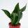 Sansevieria trifasciata Black Jade - 6cm