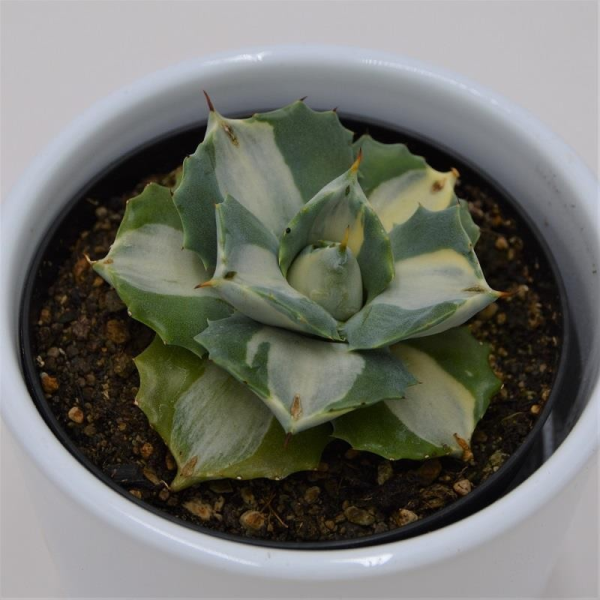 Agave isthmensis Mediopicta Alba - 9cm