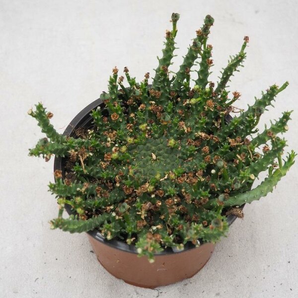 Euphorbia pugniformis - 13cm