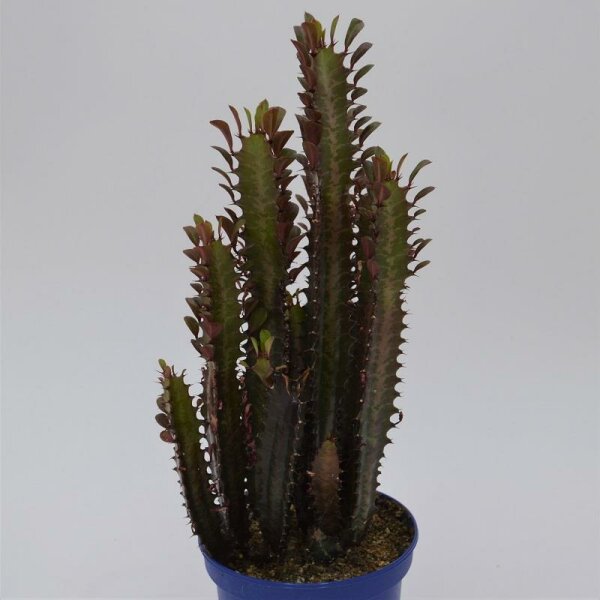 Euphorbia trigona Rubra - 13cm