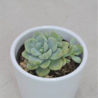 Sedum clavatum - 5,5cm