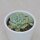 Sedum clavatum - 5,5cm