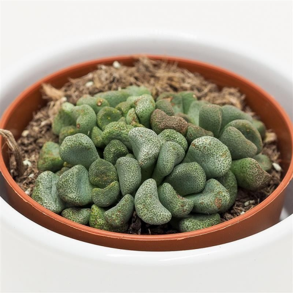 Aloinopsis schooneesii - 8,5cm