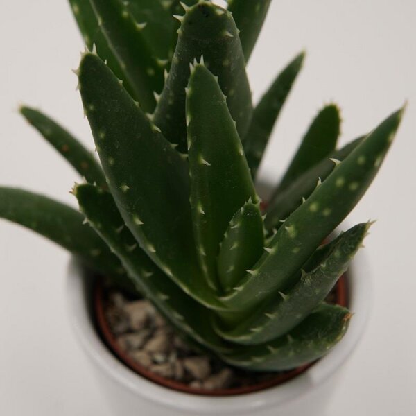Aloe squarrosa