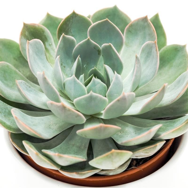 Echeveria Grande Cinza - 12cm