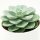 Echeveria Green Pearl - 12cm