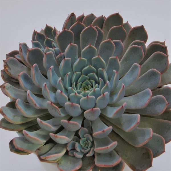 Echeveria texensis Rosea - 15cm