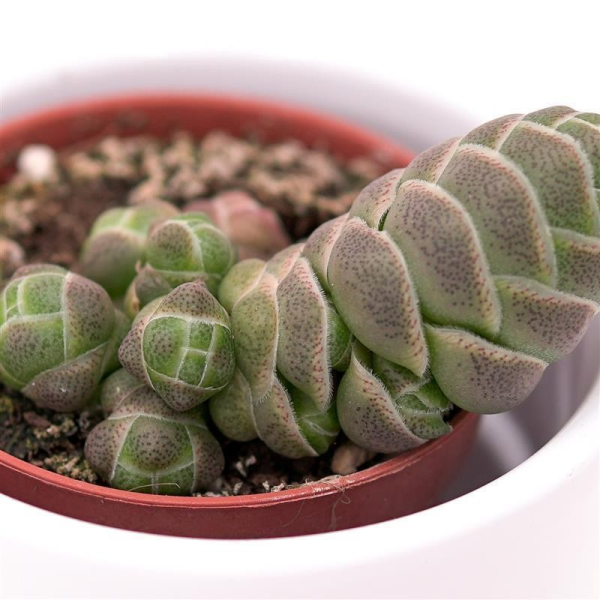 Crassula barklyi - 5,5cm