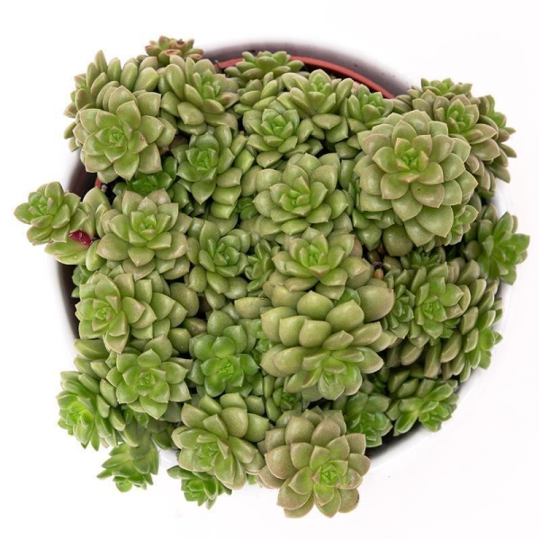 x Cremosedum Little Gem - 8,5cm