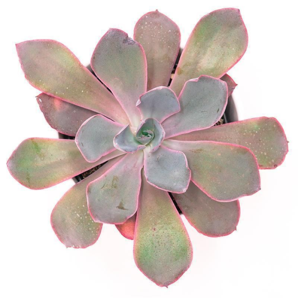 Echeveria Afterglow - 12cm