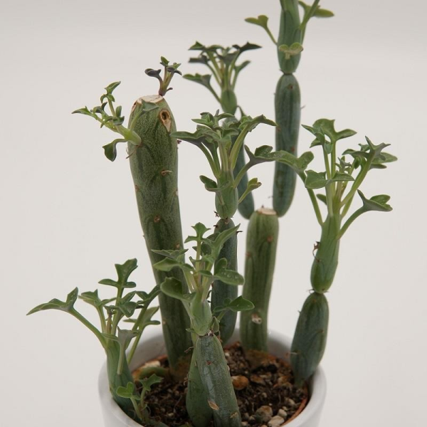 Senecio articulatus - 6cm