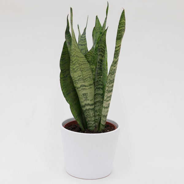 Sanseveria zeylanica - 12cm