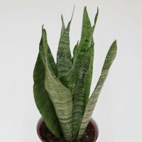Sansevieria zeylanica - 12cm