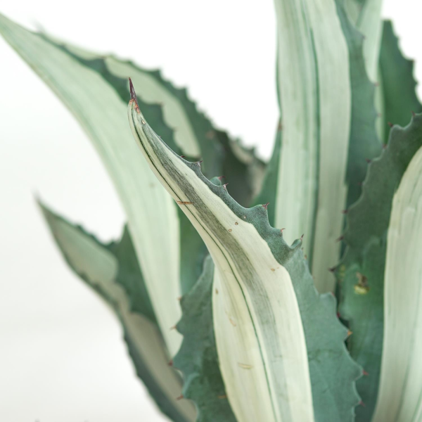 Agave americana f. medio-picta alba - 30cm