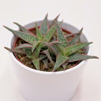 Aloe Red Shade - 10,5cm