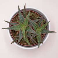 Aloe Red Shade - 10,5cm