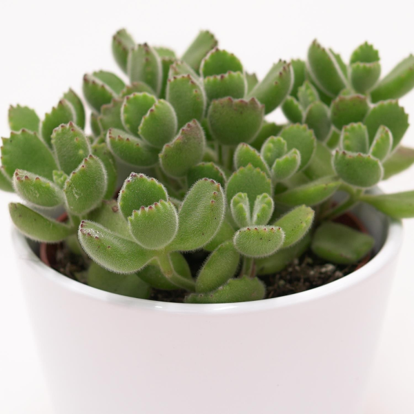 Cotyledon tomentosa - 10,5cm