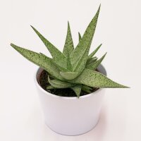 Aloe rauhii Snowflake - 10,5cm