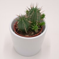 Euphorbia ferox - 5,5cm