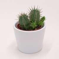 Euphorbia ferox - 5,5cm