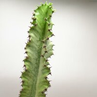 Euphorbia ingens marmorata - 17cm