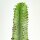 Euphorbia ingens marmorata - 17cm