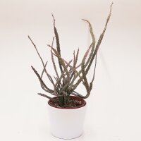 Euphorbia platyclada - 12cm
